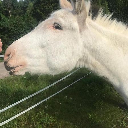 Stuga Asnagard Torsby Dış mekan fotoğraf