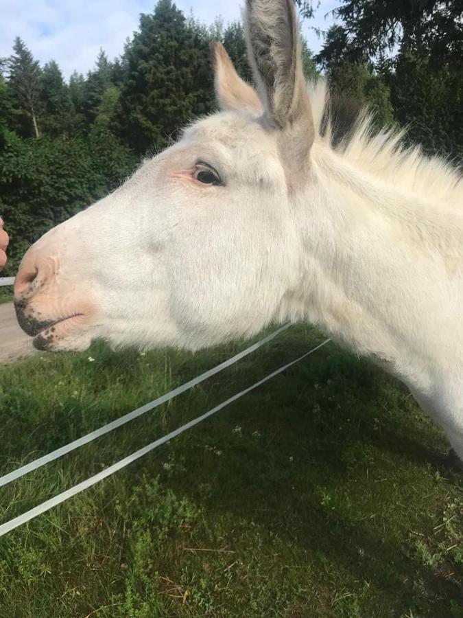 Stuga Asnagard Torsby Dış mekan fotoğraf